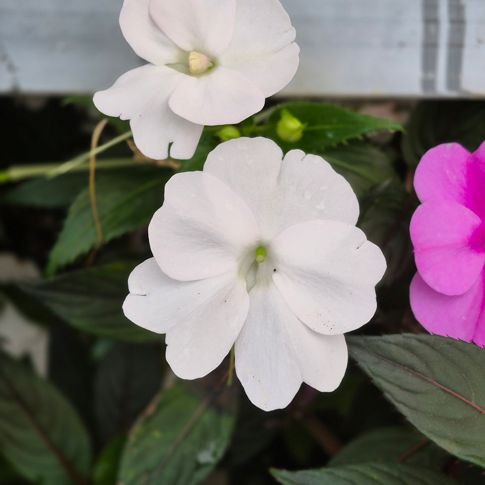 Miniatura: Beijo de sol SunPatiens Pote 15 (Sem cachopo)