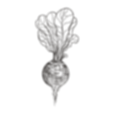Radish