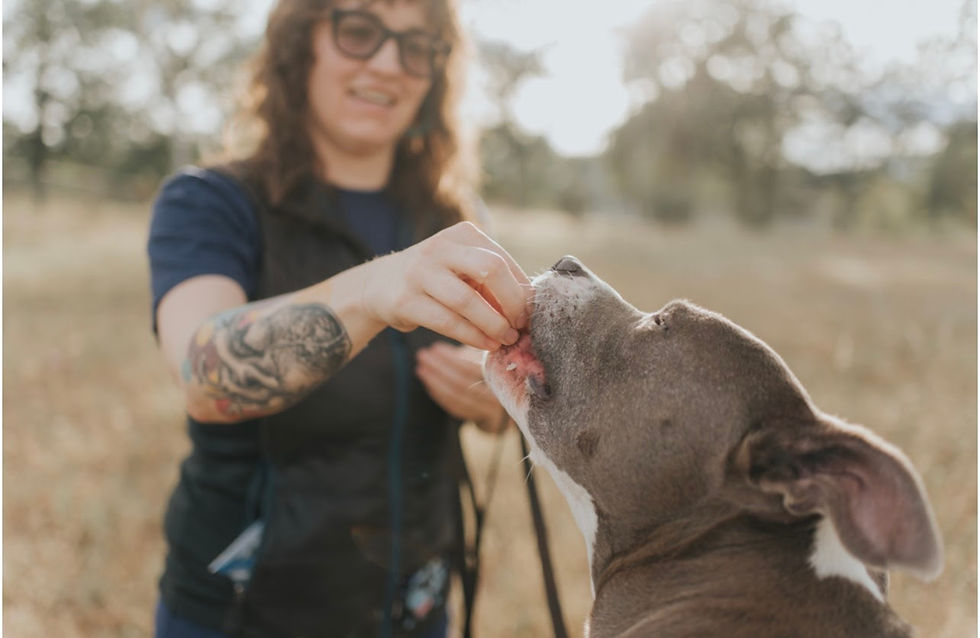 Gray pit bull receiving treats during a training session, with behavior consultant Sara Scott slightly blurred in the back