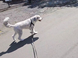 I Just Traveled for a Week—Here Are 3 Dog-Walking Mistakes I Saw Everywhere