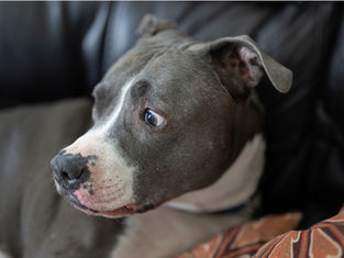 Helping Noise-Sensitive Dogs Find Calm