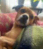 Chester, a reddish-brown Chihuahua mix with a gray beard, lounging comfortably under a blanket on the couch. His relaxed expression reflects the journey of overcoming secret pooping behavior through positive reinforcement and trust-building, as detailed in this blog about solving complicated potty training issues.