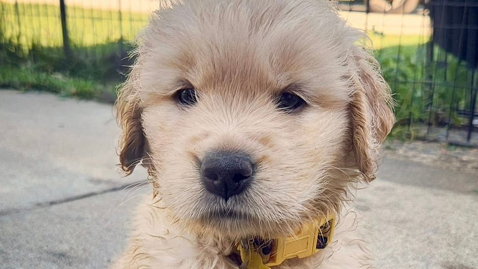 dog aggression expert