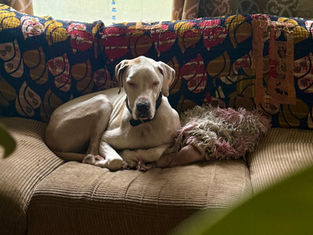 How Long Does Dog Separation Anxiety Training Take? What Actually Predicts Your Dog’s Timeline