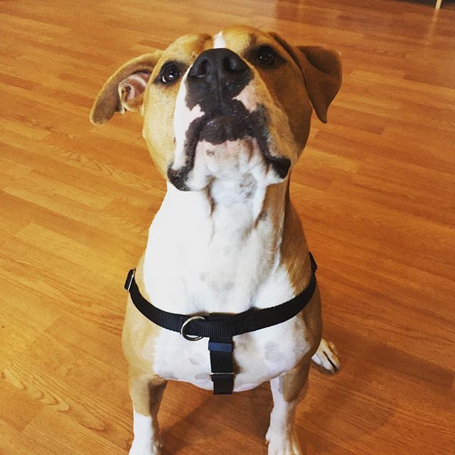 A tan and white American Bulldog dog wears a front-clip harness and looks directly at the camera. Next to the dog is the text "Join The Dog Lab Program", signifying the brand's online dog training program.