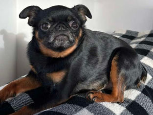 Your Reactive Dog Still Has to Pee: Surviving Potty Walks Without a Yard