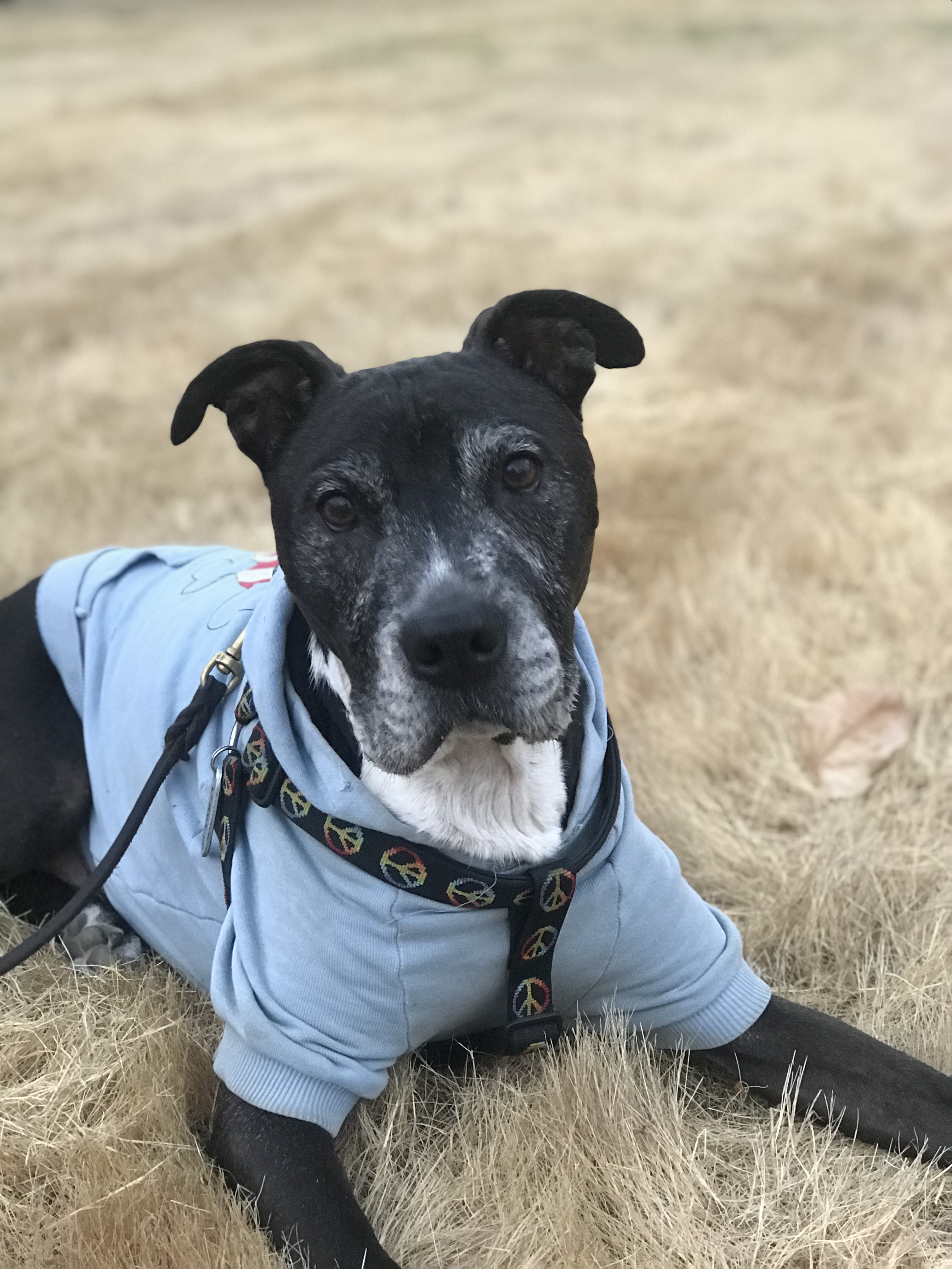 A black pit bull dog wearing a blue sweatshirt stares intently at the camera while laying down in a front yard. The dog has on a rainbow harness signifying LGBTQ pride.