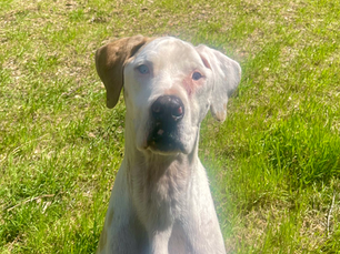 🔑 The Secret to Effective Dog Training: It’s Not What You Think