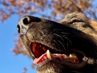 Your Dog Doesn't Actually Know 'Sit' - Here's Why