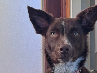 Beyond the Extra Walk: Real Connection with Your Dog This Holiday