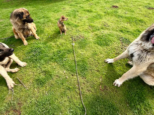 Picking Up Your Reactive Dog: Coddling or Genius Training Strategy?