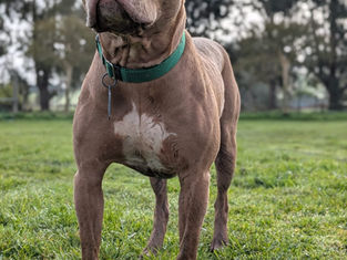 The Emotional Toll of Reactivity – Why It’s Not Just Your Dog Struggling