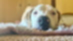 dog behavior specialist