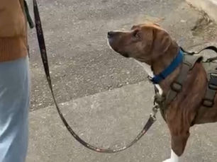 Why Is My Dog Reactive to Cars? (No, It’s Not Just Yours)