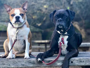 Enhancing Relationships Among Your Dogs: A Guide to Multi-Dog Harmony