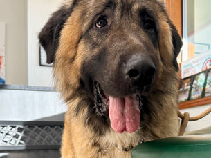 Why Does My Dog Freak Out Over Skateboards? (And How to Actually Fix It)