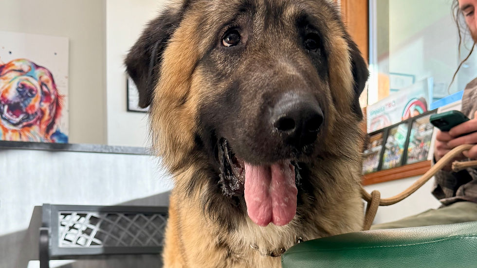 Why Does My Dog Freak Out Over Skateboards? (And How to Actually Fix It)