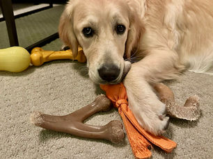Why Does My Dog Steal Things? What Their Behavior Might Mean