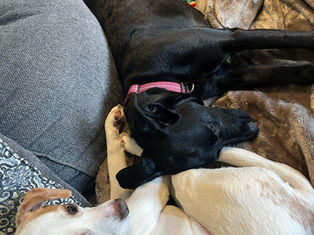 Canine Stress Explained: What Happens in Your Dog’s Body & How to Help