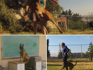 The Dog Who Taught Me Gratitude