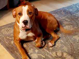My Dog Gets Too Excited and Won’t Calm Down. The Problem Isn’t Impulse Control.