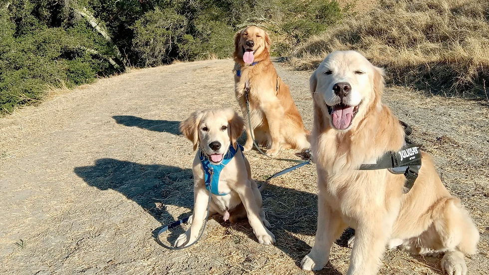 dog aggression expert