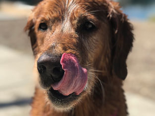 CBD for Dogs: Separating Fact from Fiction