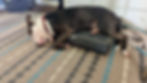 dog behavior specialist