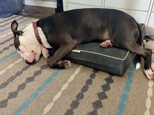 Mat Work for Dogs: 4 Mistakes That Are Sabotaging Your Dog's Relaxation