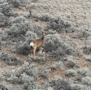 chrome-capture-2026-04-13 (2).png