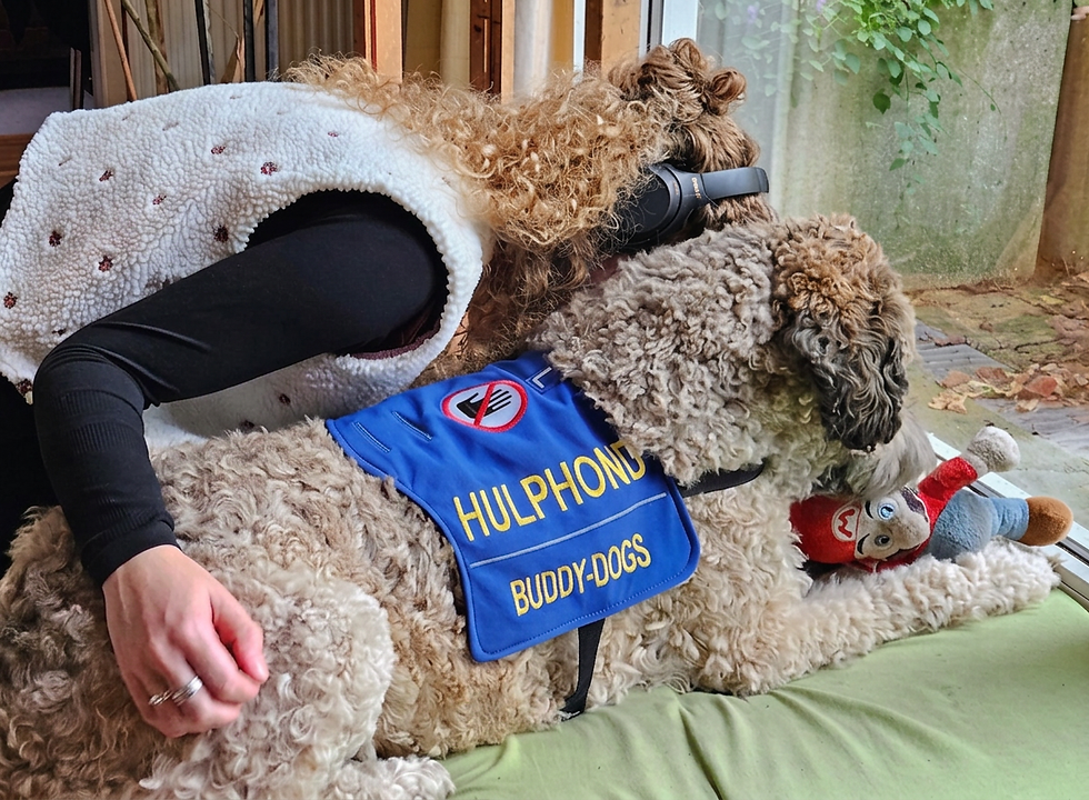 psychosociale-hulphond-buddy-dogs-hulphonden-academie-regio-arnhem-deventer.jpg