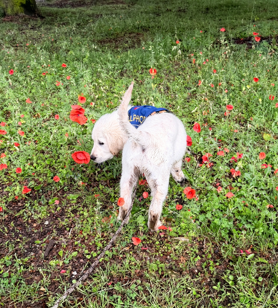 Buddy-Dogs Hulphonden Academie golden retriever hulphond pup in opleiding