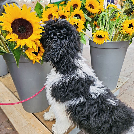 Schoolhond-pup ontdekt zonnebloemen tijdens training bij Buddy-Dogs Hulphonden Academie in Zevenaar