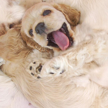 Happy Pup_edited.jpg