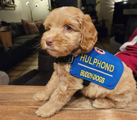 Samenwerken vanaf dag één: hoe een jonge pup mag meebeslissen tijdens zijn hulphondopleiding