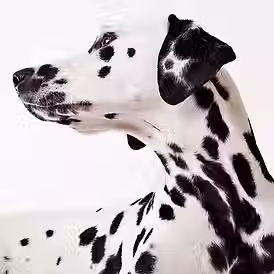 Dalmatier hulphond in opleiding, beeld bij veelgestelde vragen van Buddy-Dogs Hulphondenacademie in Gelderland.