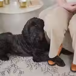 Hond ligt tegen eigenaar aan, symbool voor vertrouwen en verbinding, Buddy-Dogs Hulphonden Academie Doesburg.