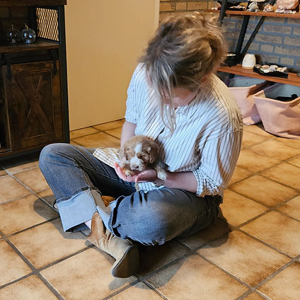 puppytest voor labradoodle fokkers buddy-dogs hulphonden academie