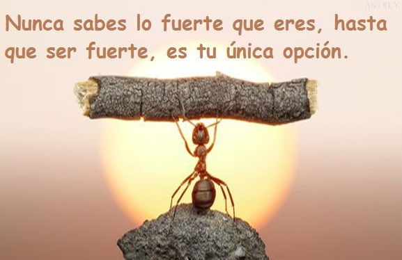 frase5-distribuidora-la-mejor.JPG