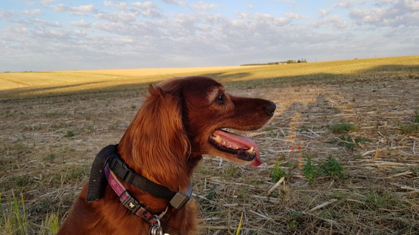 2018-08 - 0336 (Petit)