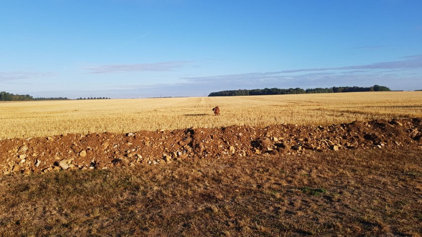 2018-08 - 1463 (Petit)