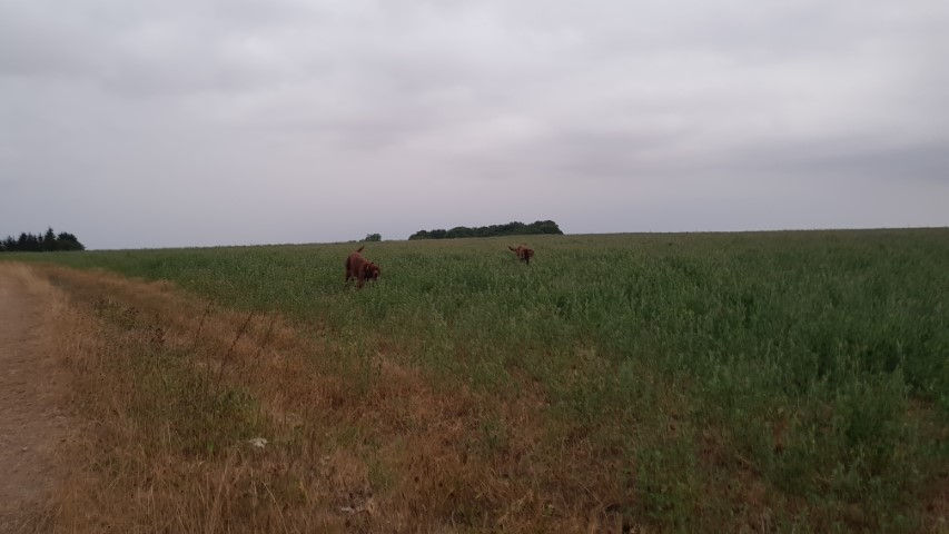 2018-08 - 1060 (Petit)