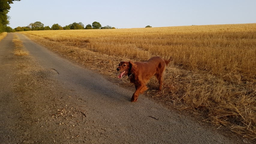 2018-08 - 1000 (Petit)