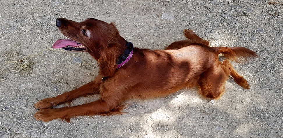 Fleur Fait Le Crapeau