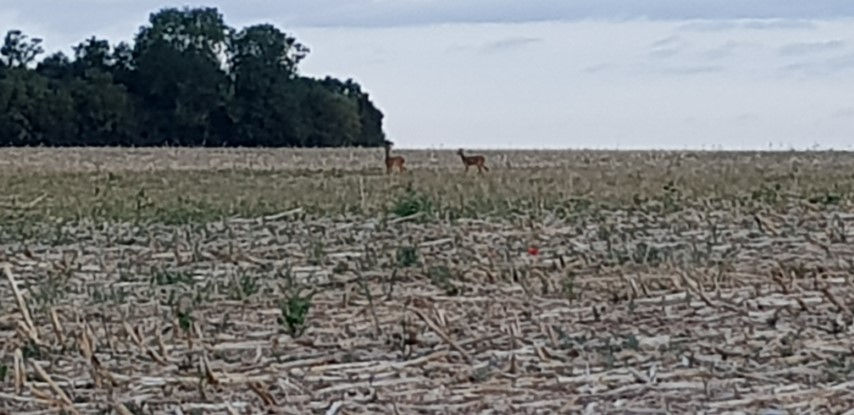 2018-08 - 0231 (Petit)