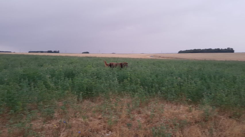 2018-08 - 1103 (Petit)