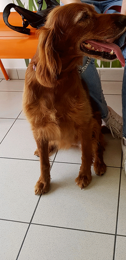 Fleur Chez Le Vétérinaire