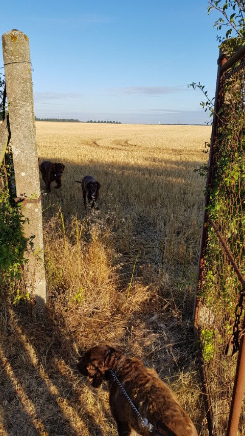 2018-08 - 1454 (Petit)