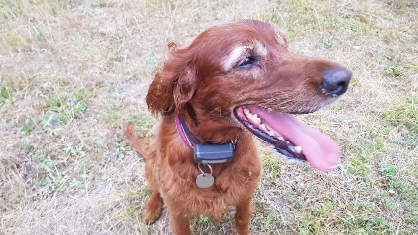 2018-08 - 1089 (Petit)