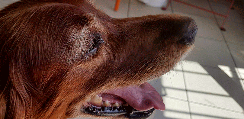 Fleur Che Le Vétérinaire